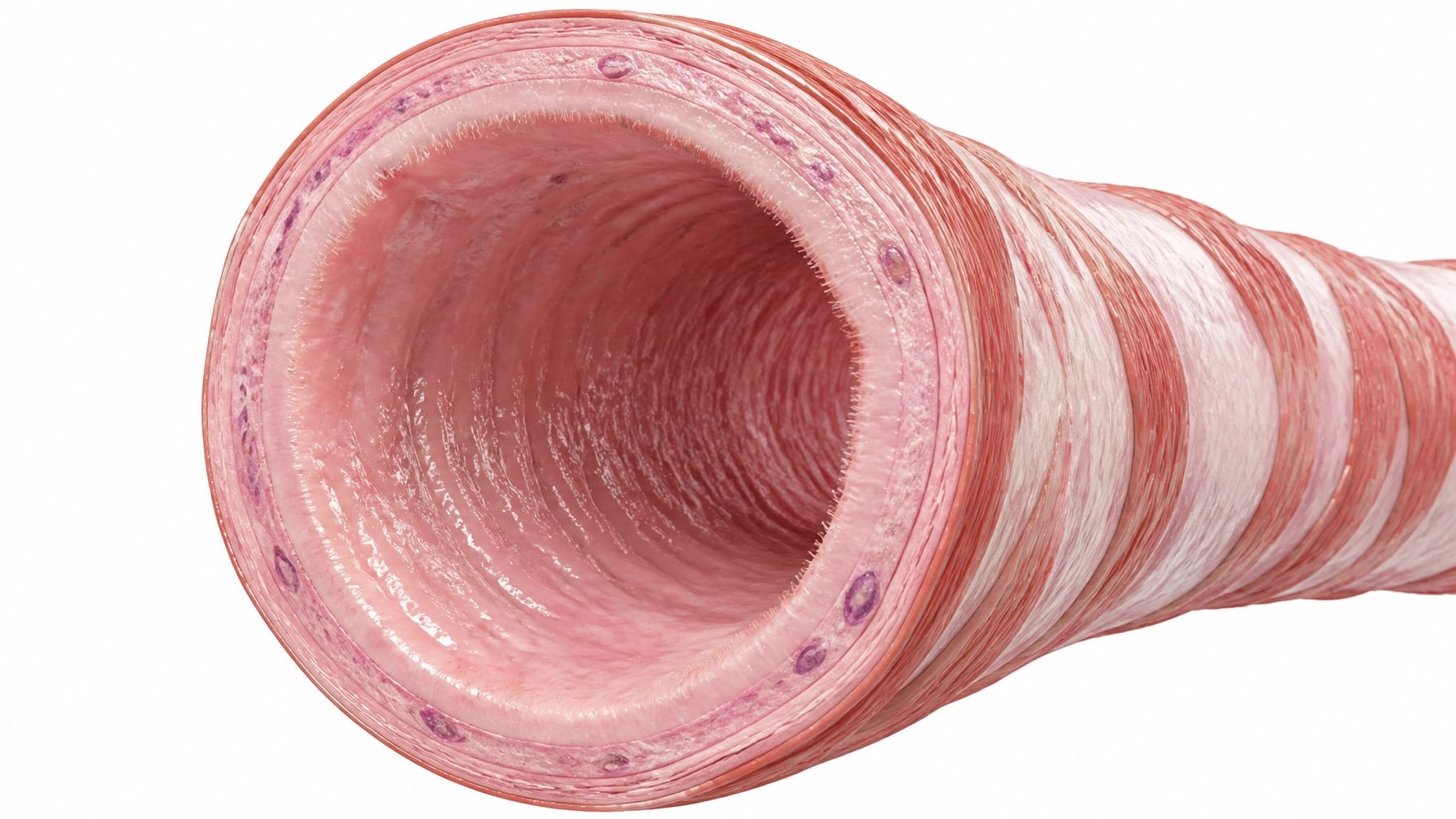 Healthy Bronchial Tissue Visualization