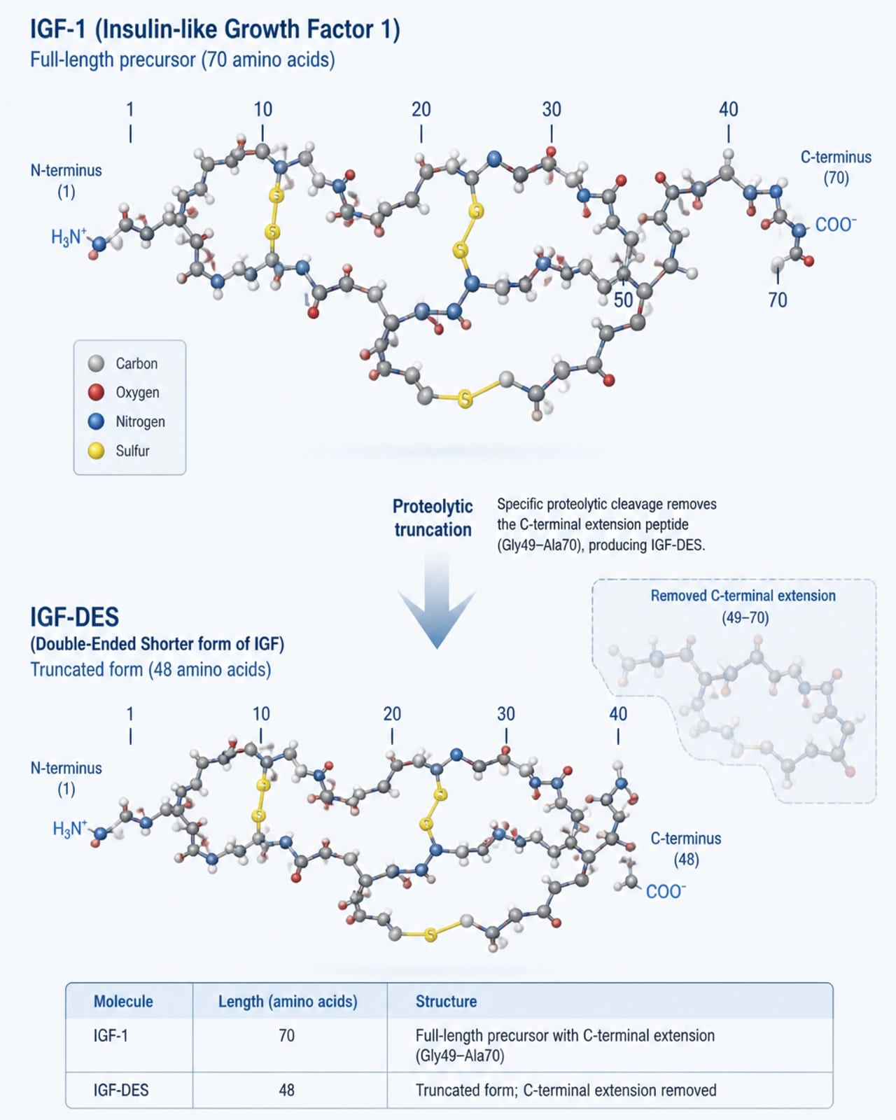 Diagram showing molecular structure of truncated IGF-DES peptide