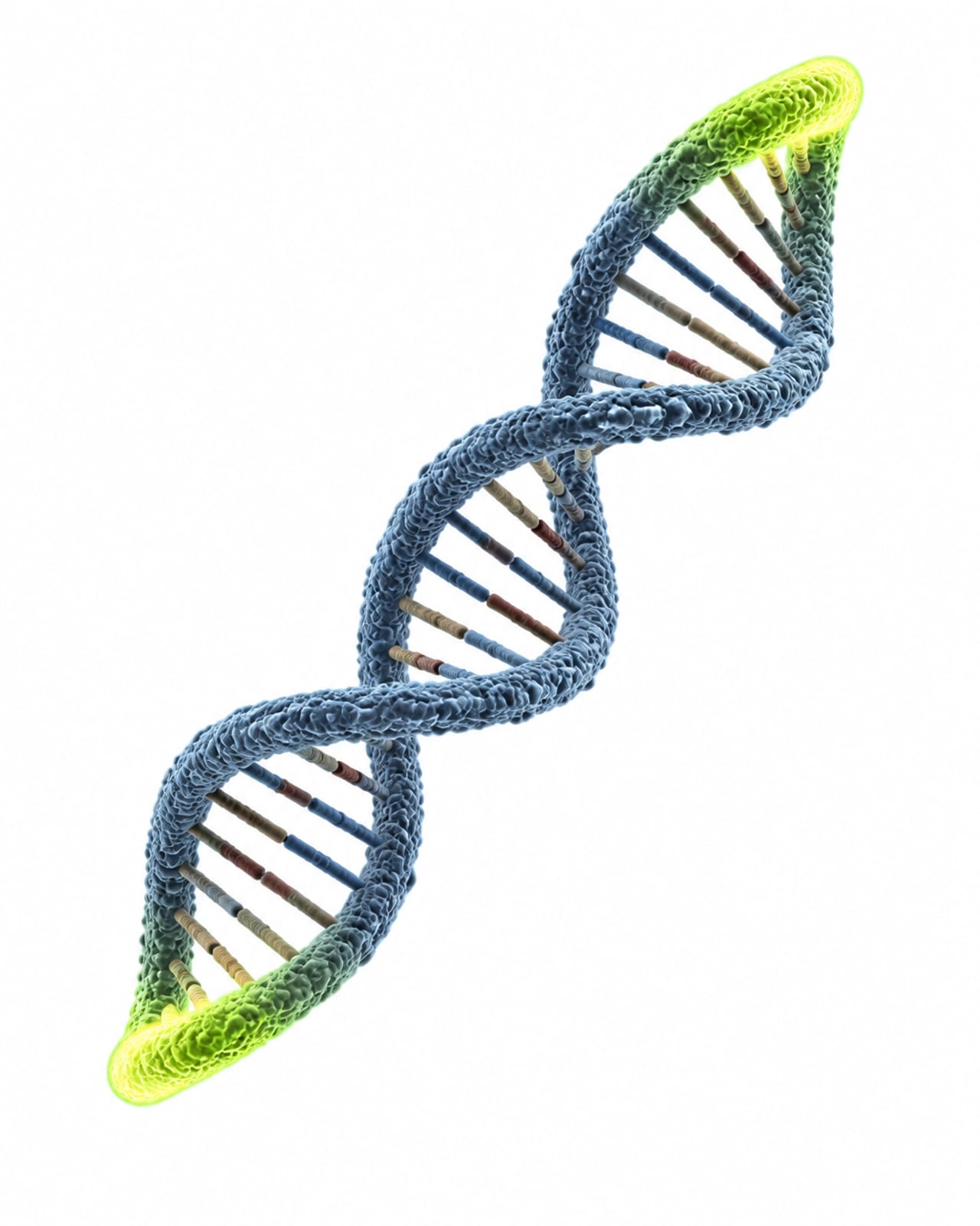 DNA helix with glowing telomere caps at the ends