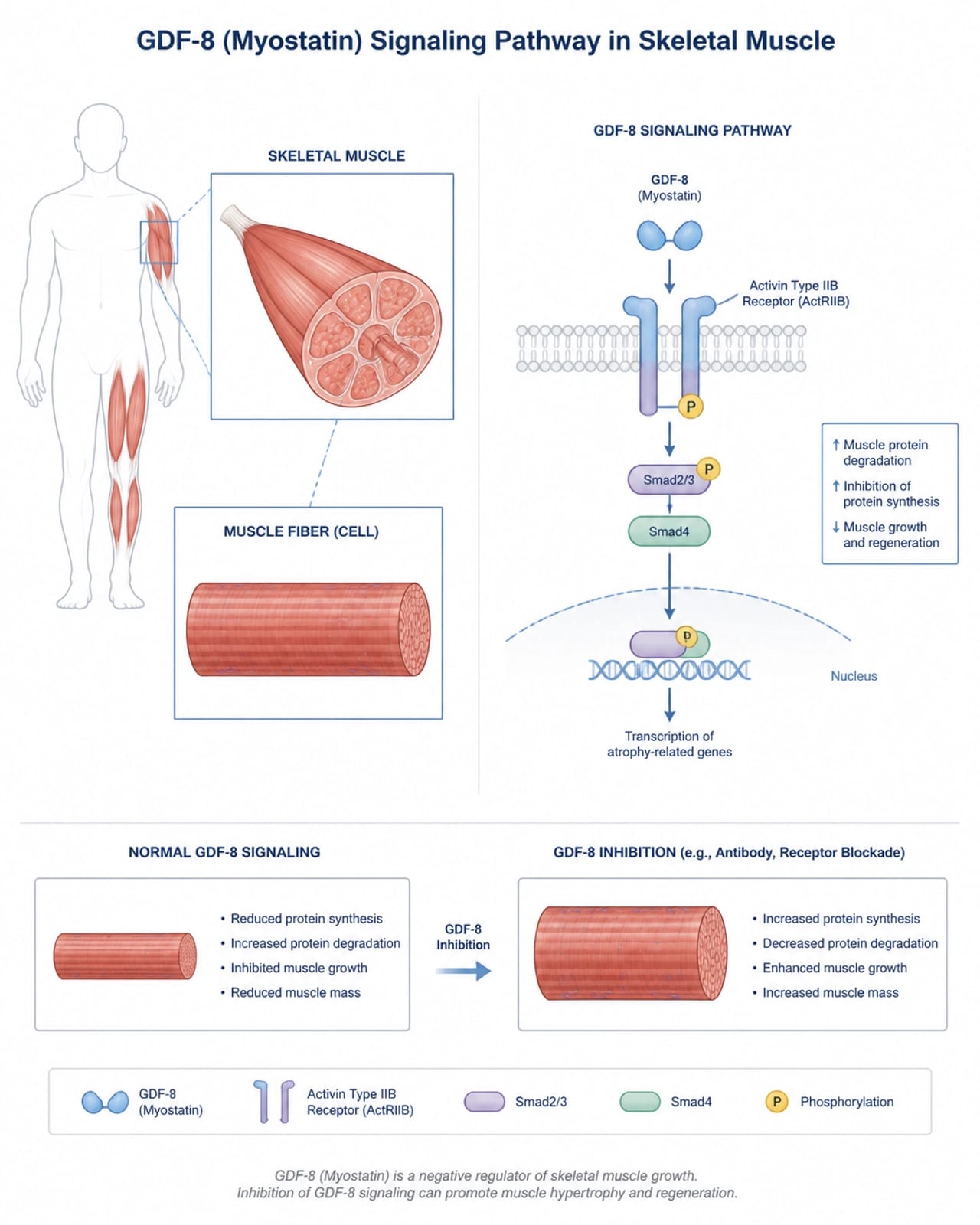 Minimalist medical illustration of human muscle fibers and GDF-8 molecular pathways