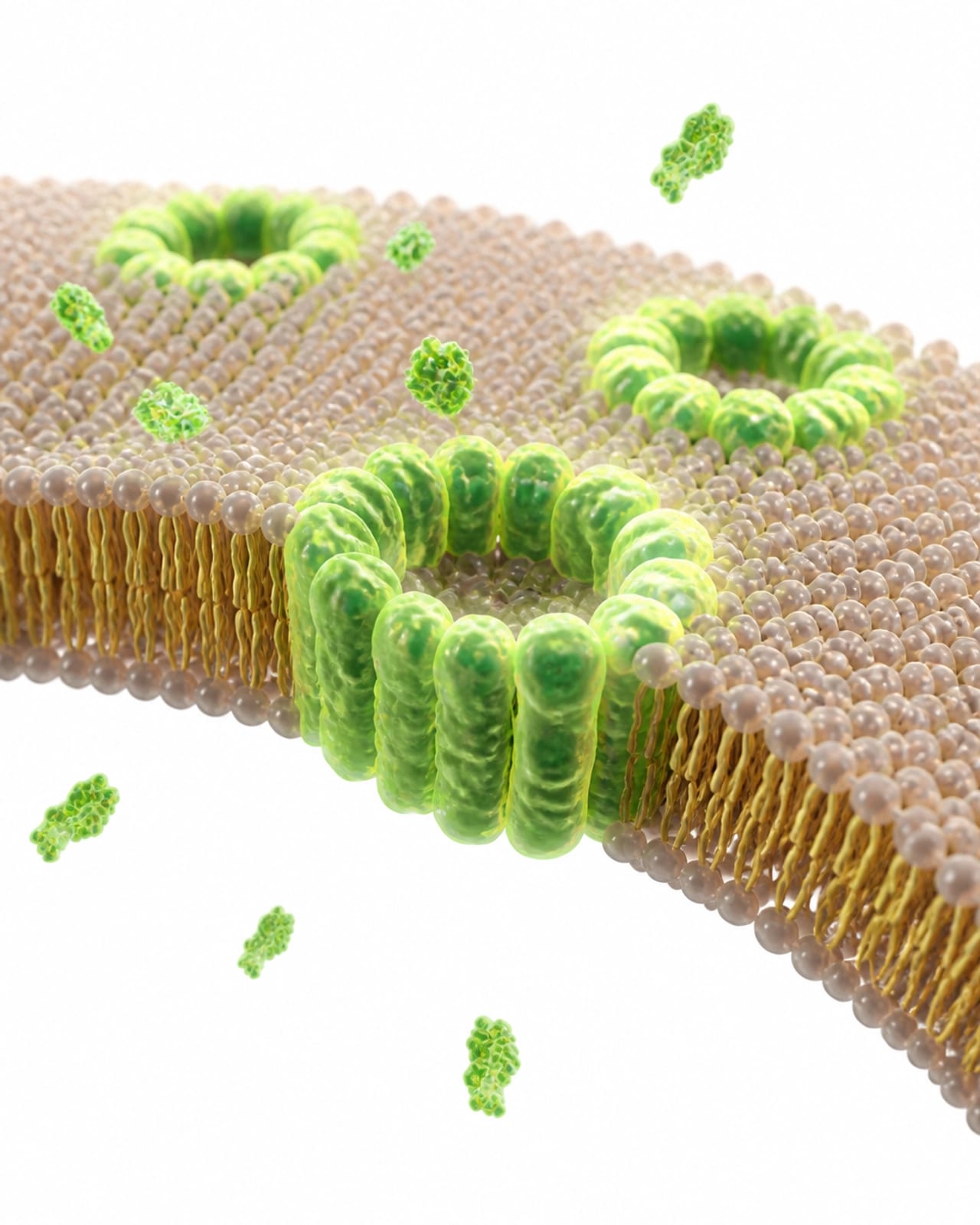 Cell Membrane Pore Formation Illustration