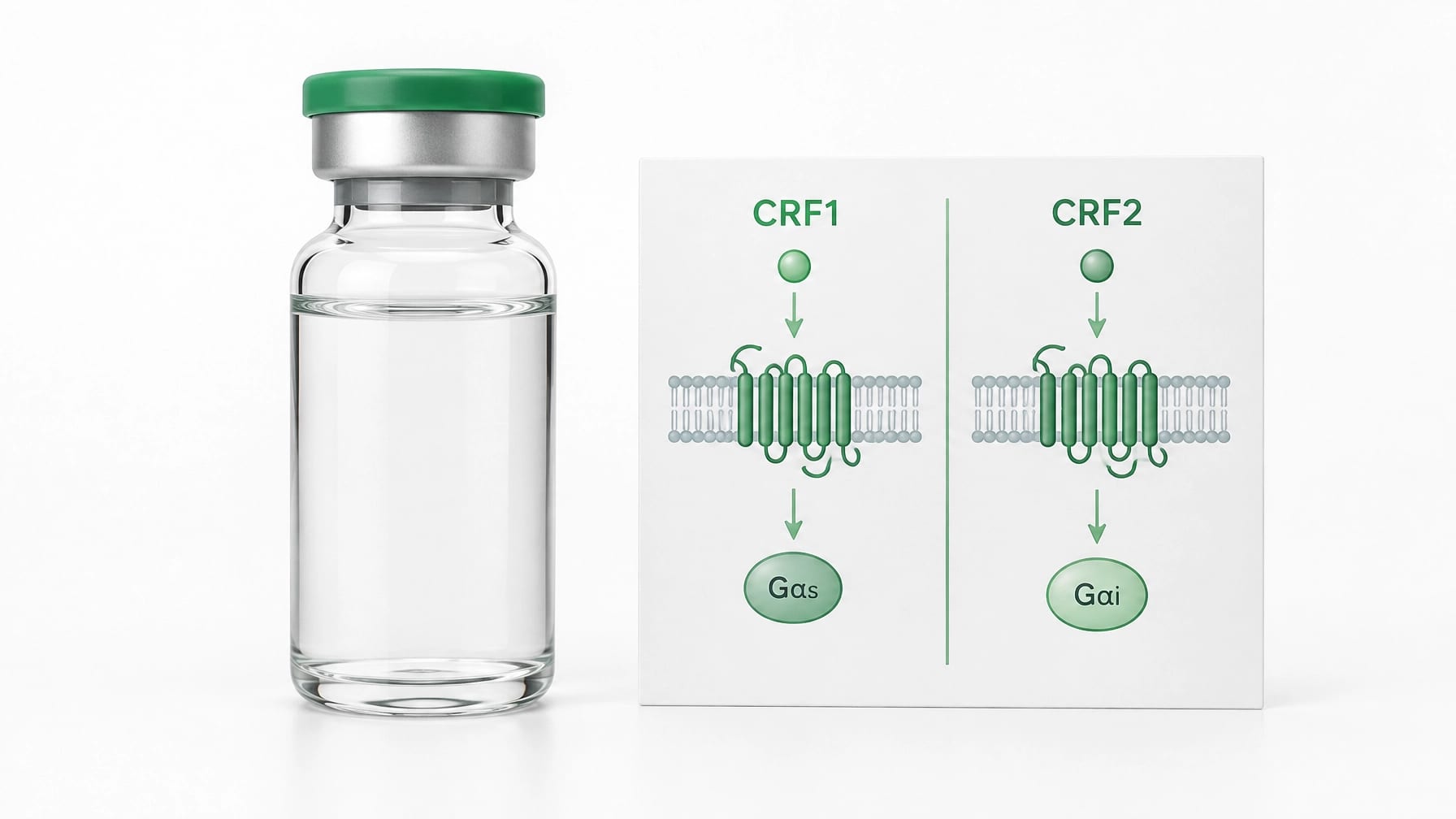 Laboratory vial beside a clean CRF1 and CRF2 receptor pathway reference card