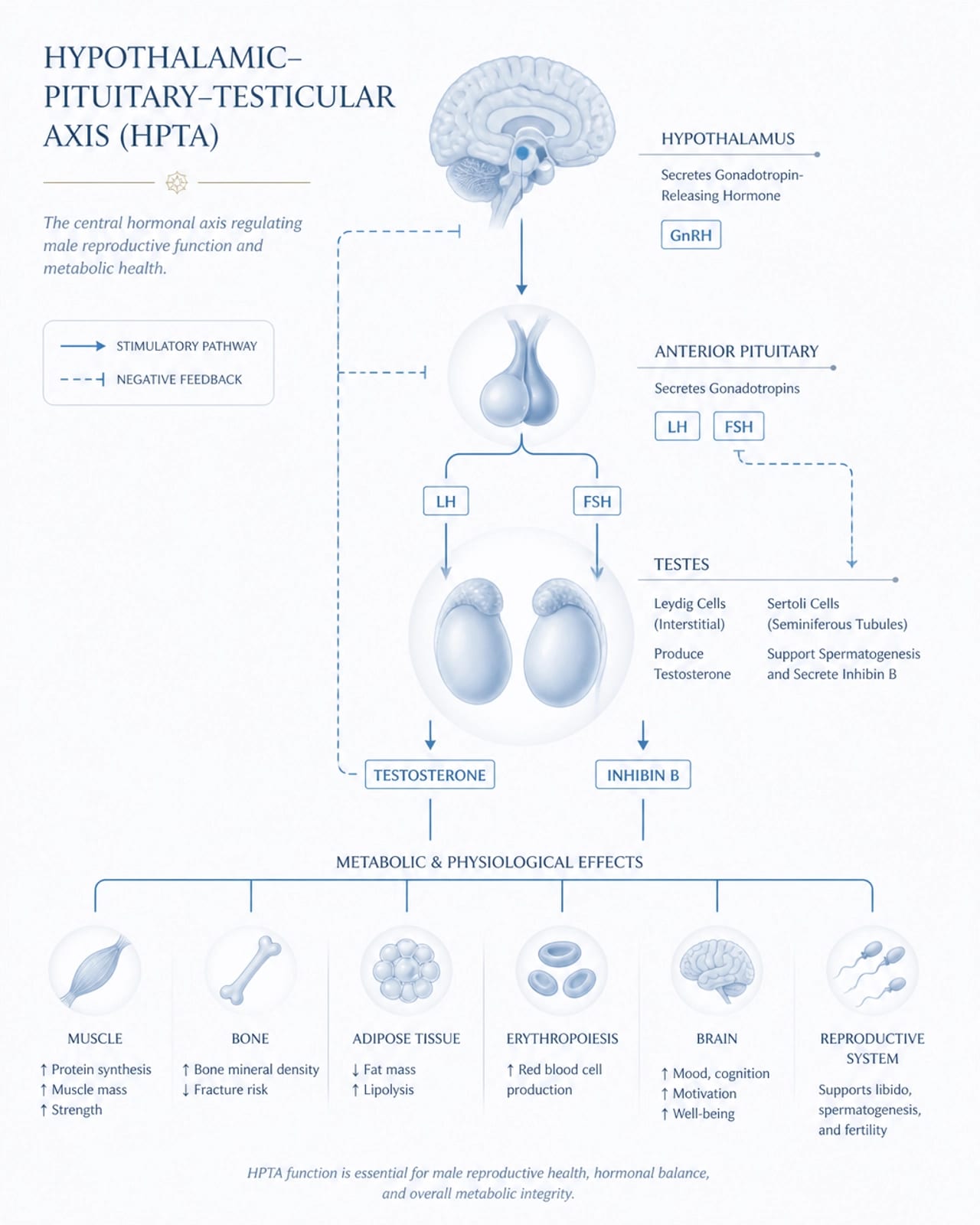 Minimalistic diagram illustrating the HPTA axis with soft blue and white tones