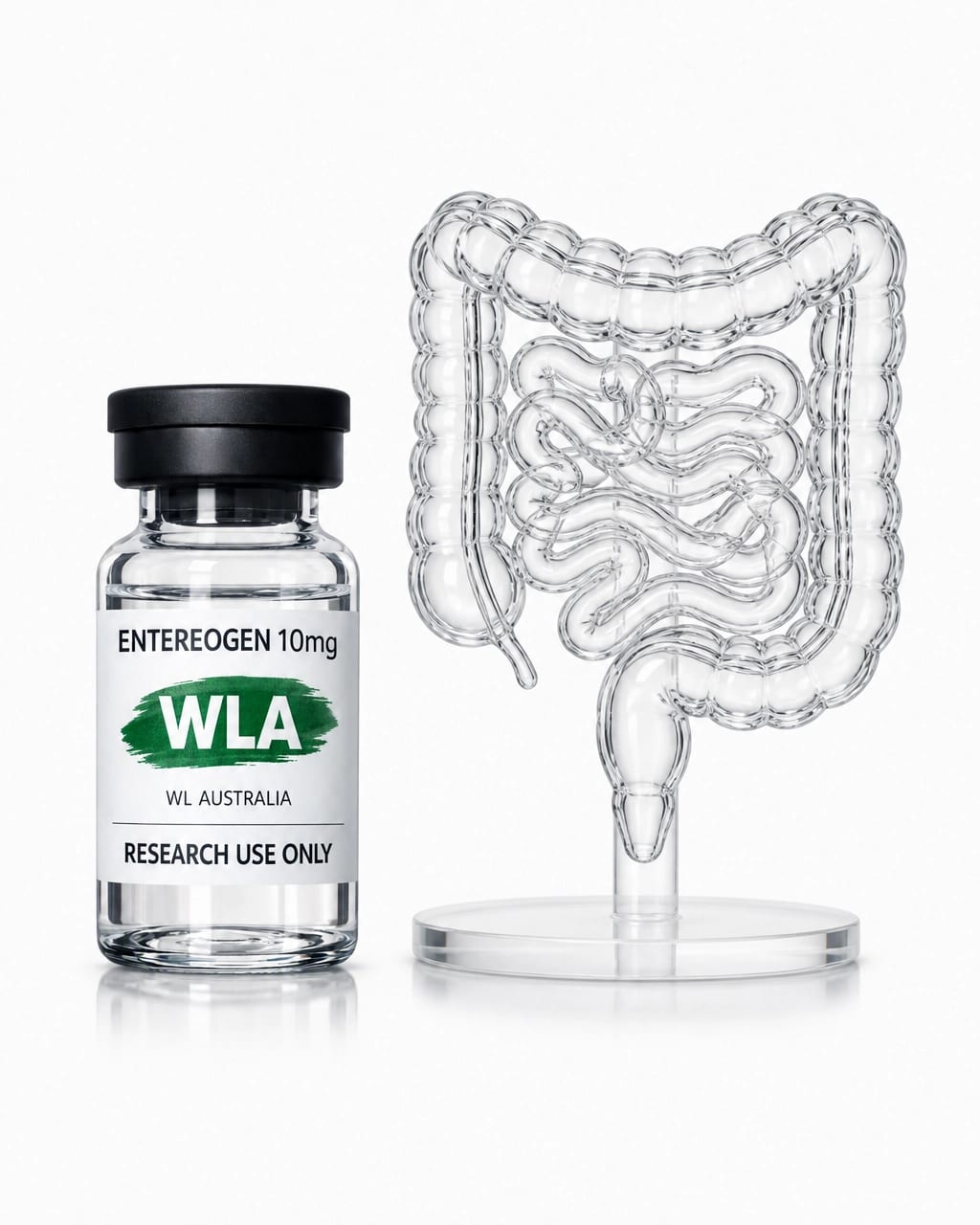 Clean clinical visual of an intestinal barrier model beside Enterogen