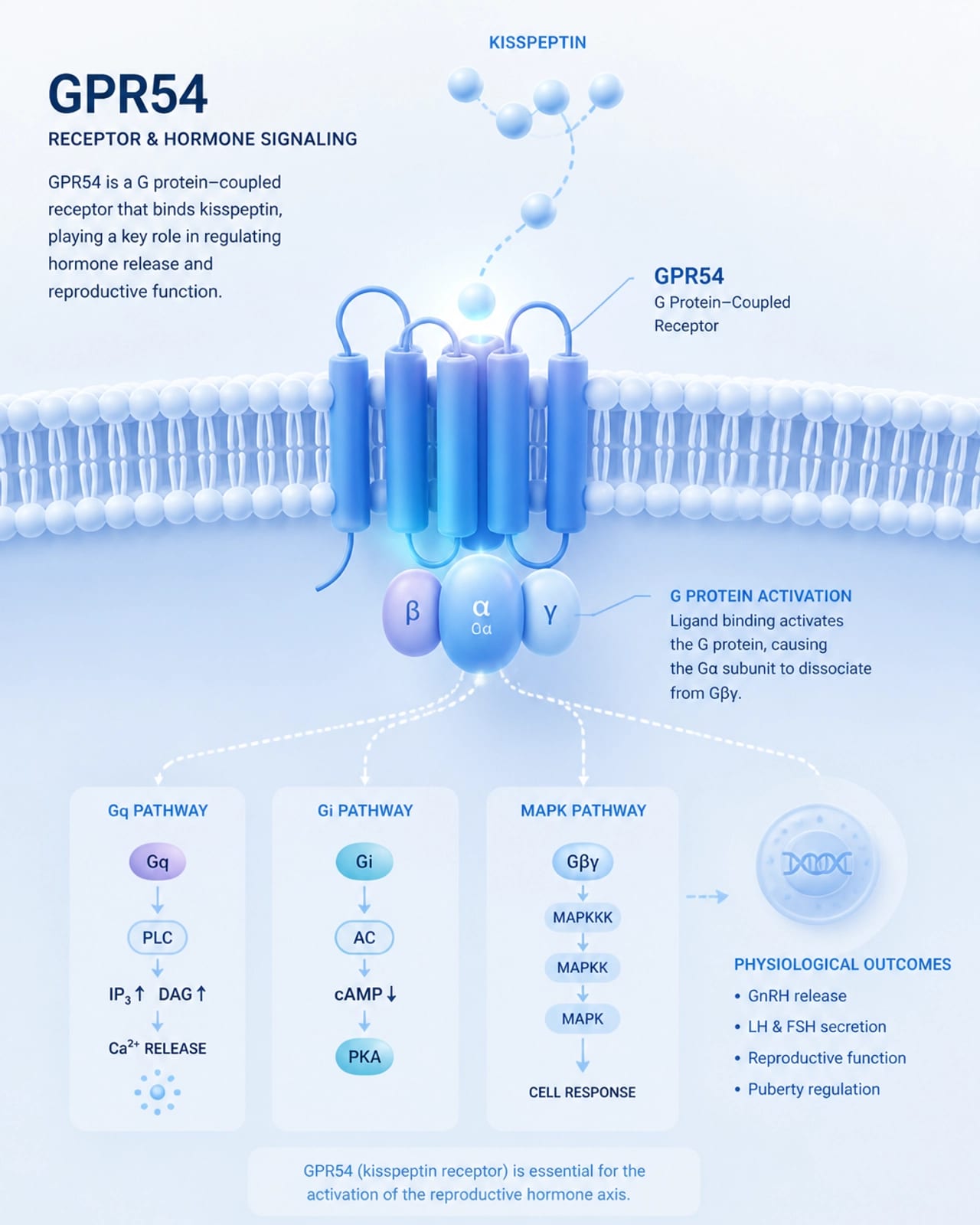 Abstract clinical illustration representing the GPR54 receptor and hormone signaling