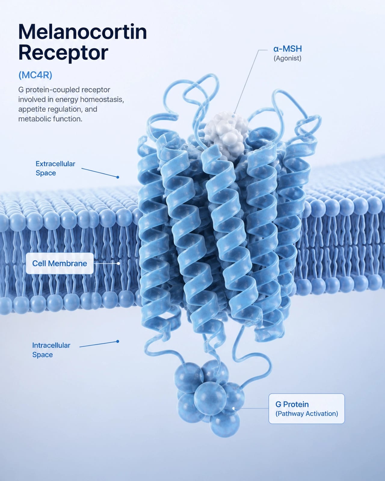 Scientific illustration of a Melanocortin receptor on a cell surface