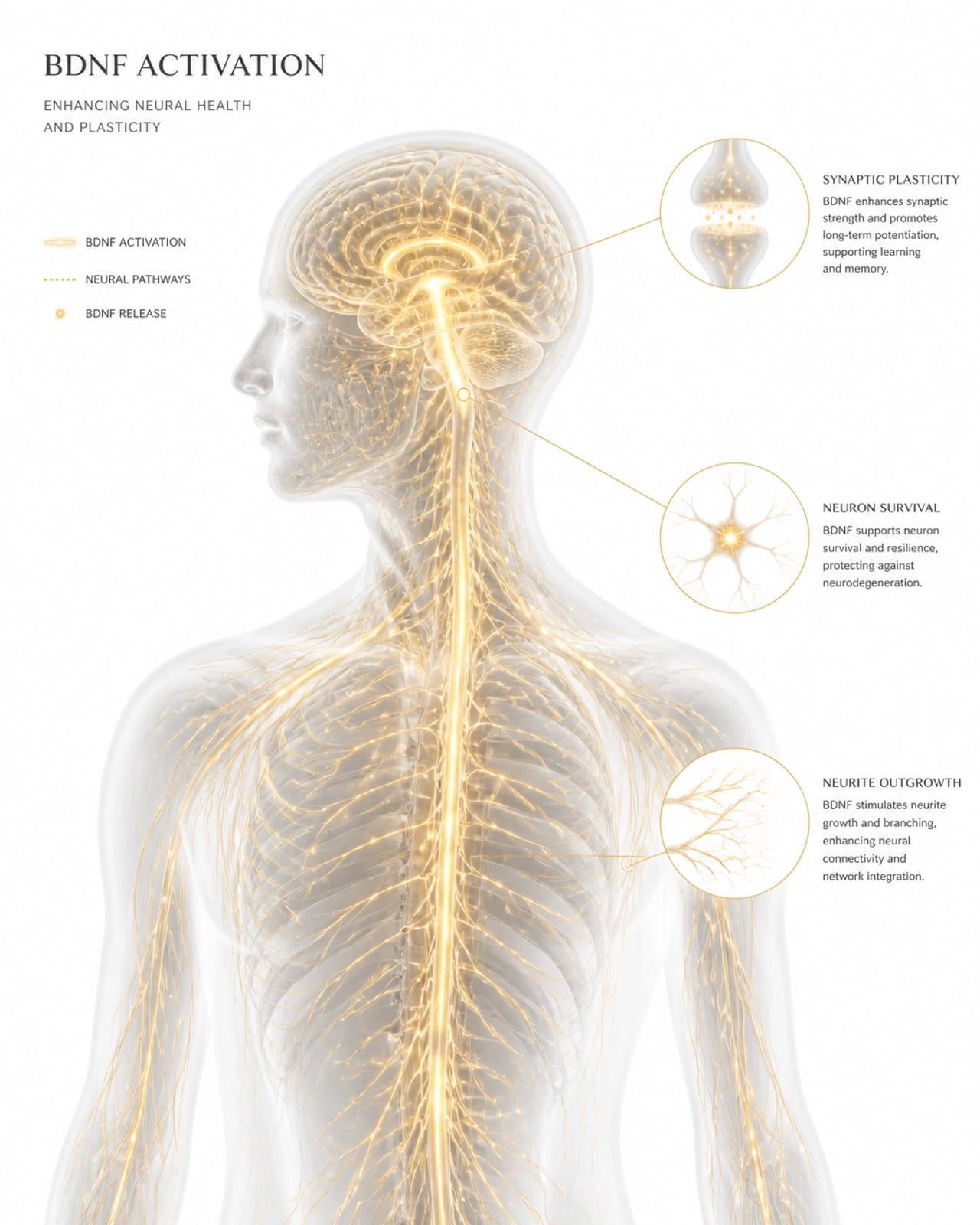 A minimalist and scientific illustration of human neural pathways glowing with golden light, representing Brain-Derived Neurotrophic Factor (BDNF) activation. Clean white background, sophisticated medical diagram style.