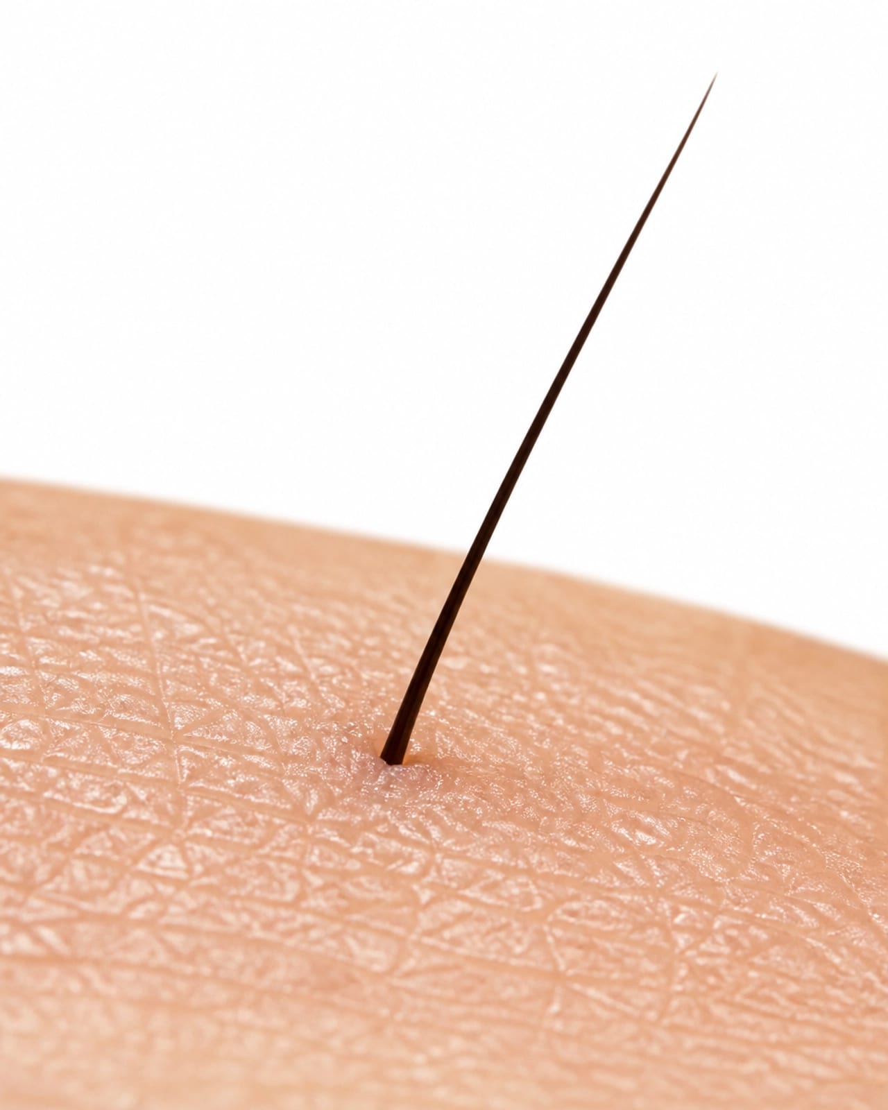 Microscopic View of Healthy Skin and Hair Follicle