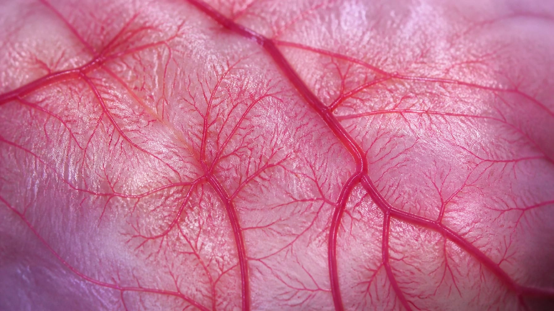 Microscopic capillary network visualization
